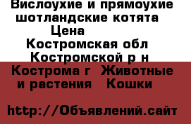 Вислоухие и прямоухие шотландские котята › Цена ­ 2 000 - Костромская обл., Костромской р-н, Кострома г. Животные и растения » Кошки   